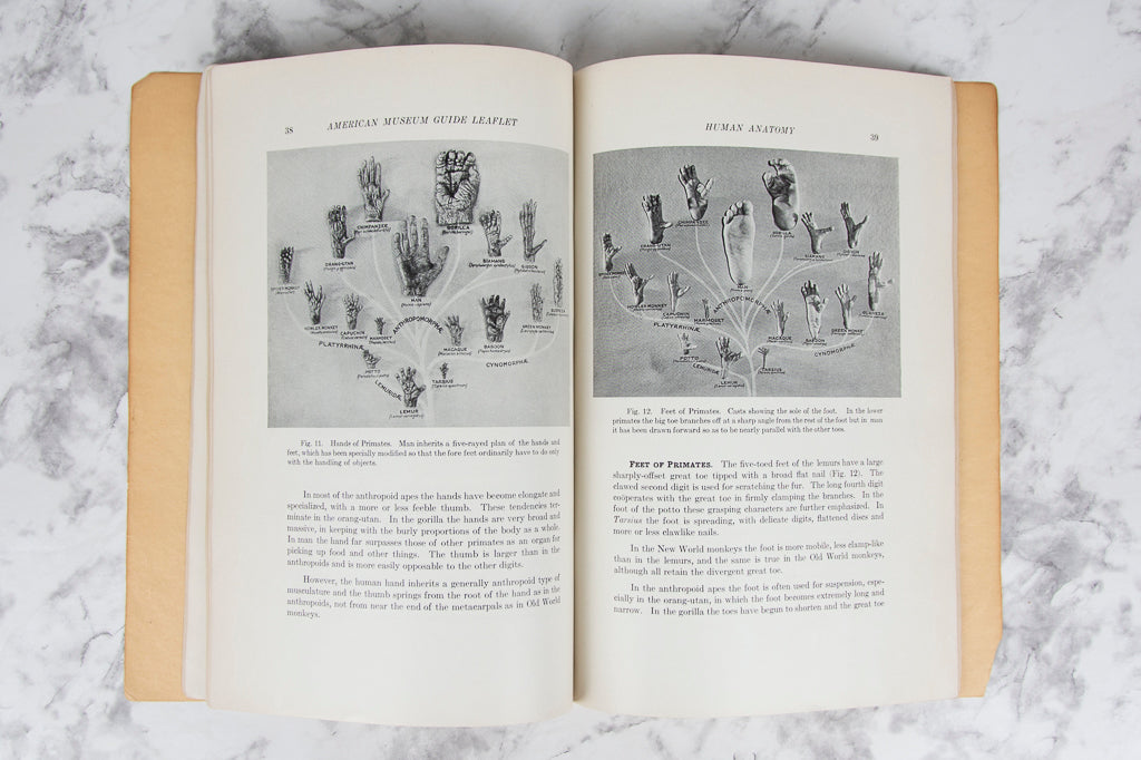 (HUMAN ANATOMY). (NATURAL HISTORY MUSEUM). GREGORY, William K. and Marcelle ROIGNEAU. Introduction to Human Anatomy.