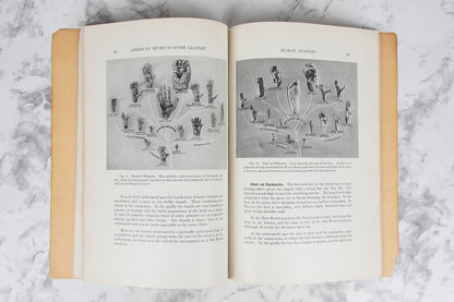 (HUMAN ANATOMY). (NATURAL HISTORY MUSEUM). GREGORY, William K. and Marcelle ROIGNEAU. Introduction to Human Anatomy.